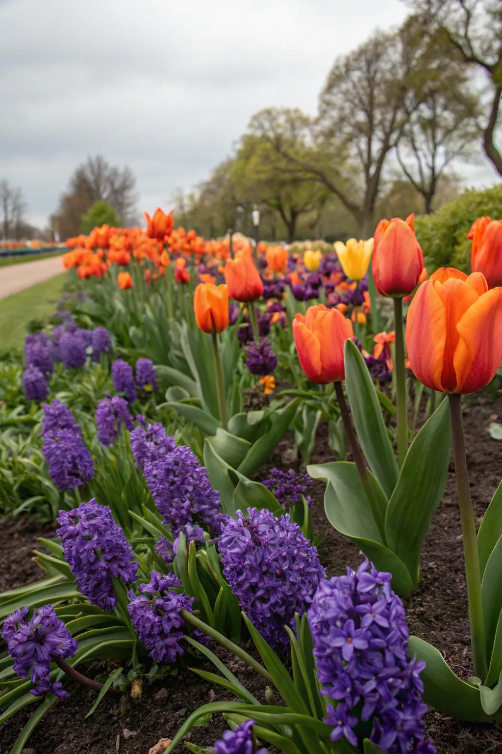 Bold and unexpected color combinations in a bulb garden.