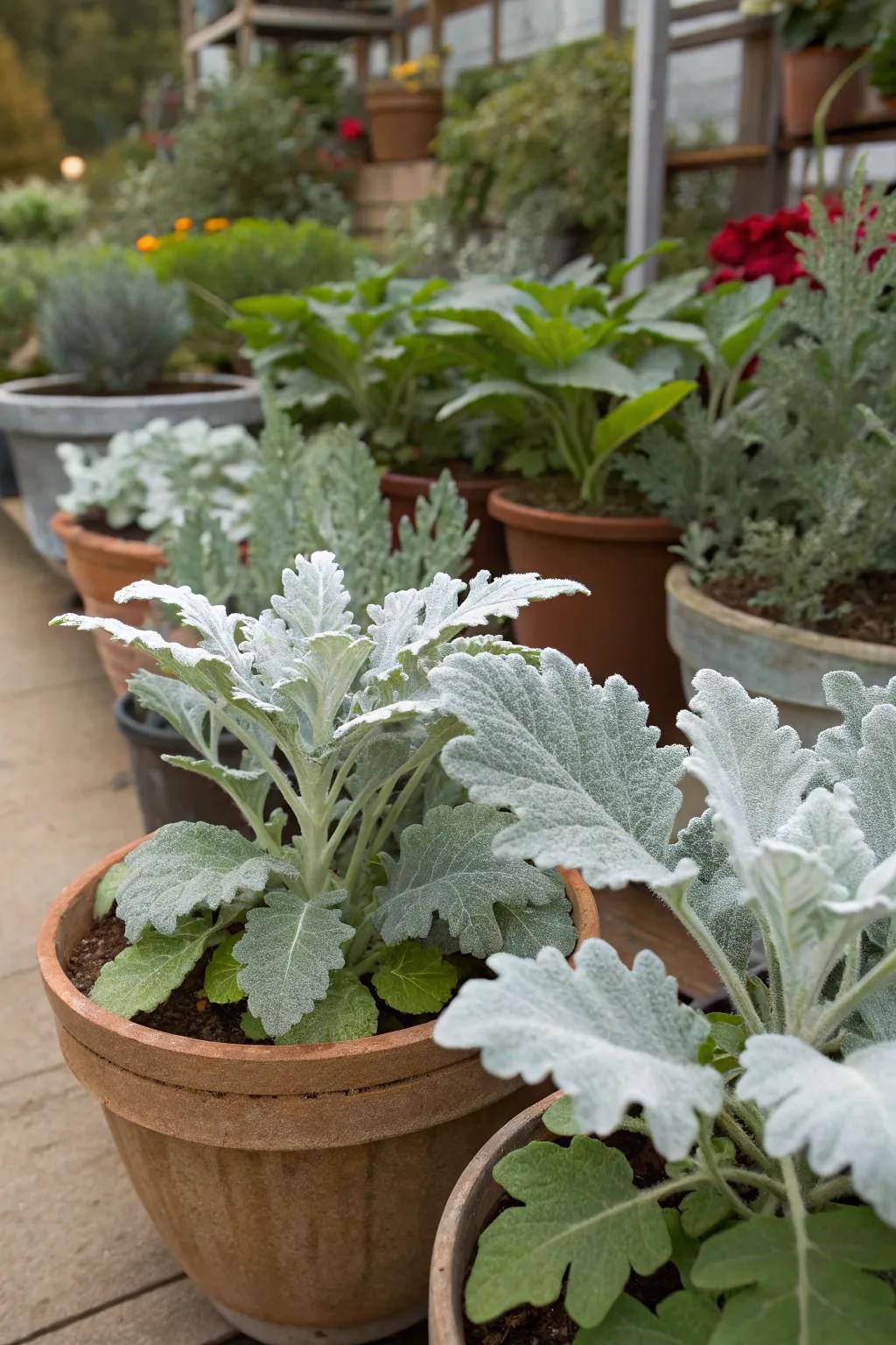 Dusty Miller adding a silvery touch to the arrangement.