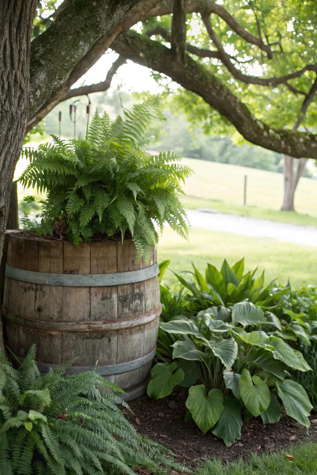 Cultivate a lush shade garden in a whiskey barrel.