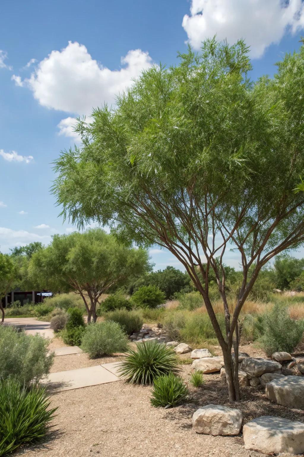 Trees offer shade and visual interest to your garden.