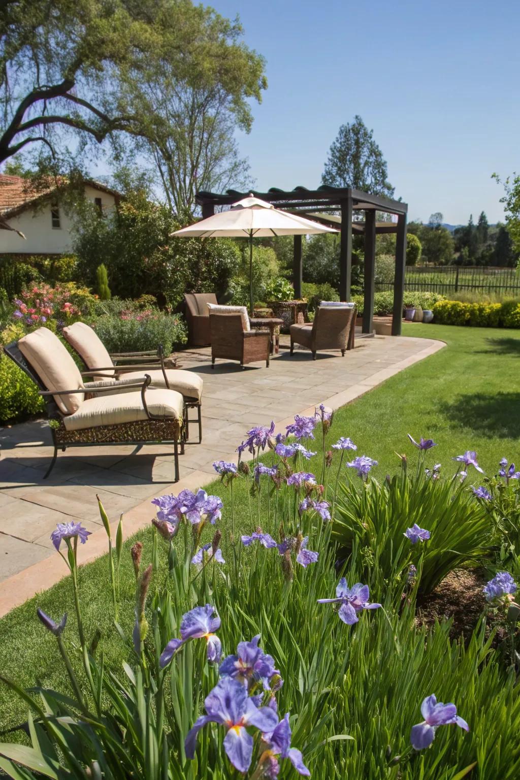 African irises create calming backyard retreats perfect for relaxation.
