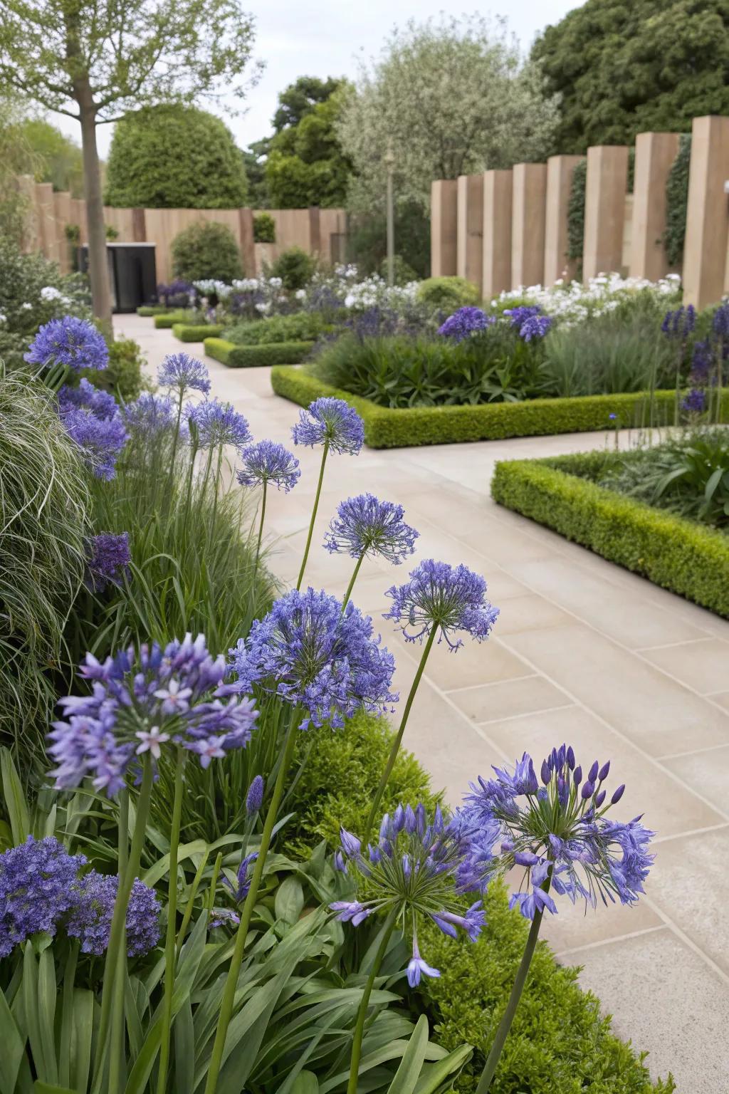 Achieve striking designs with agapanthus and architectural plants.