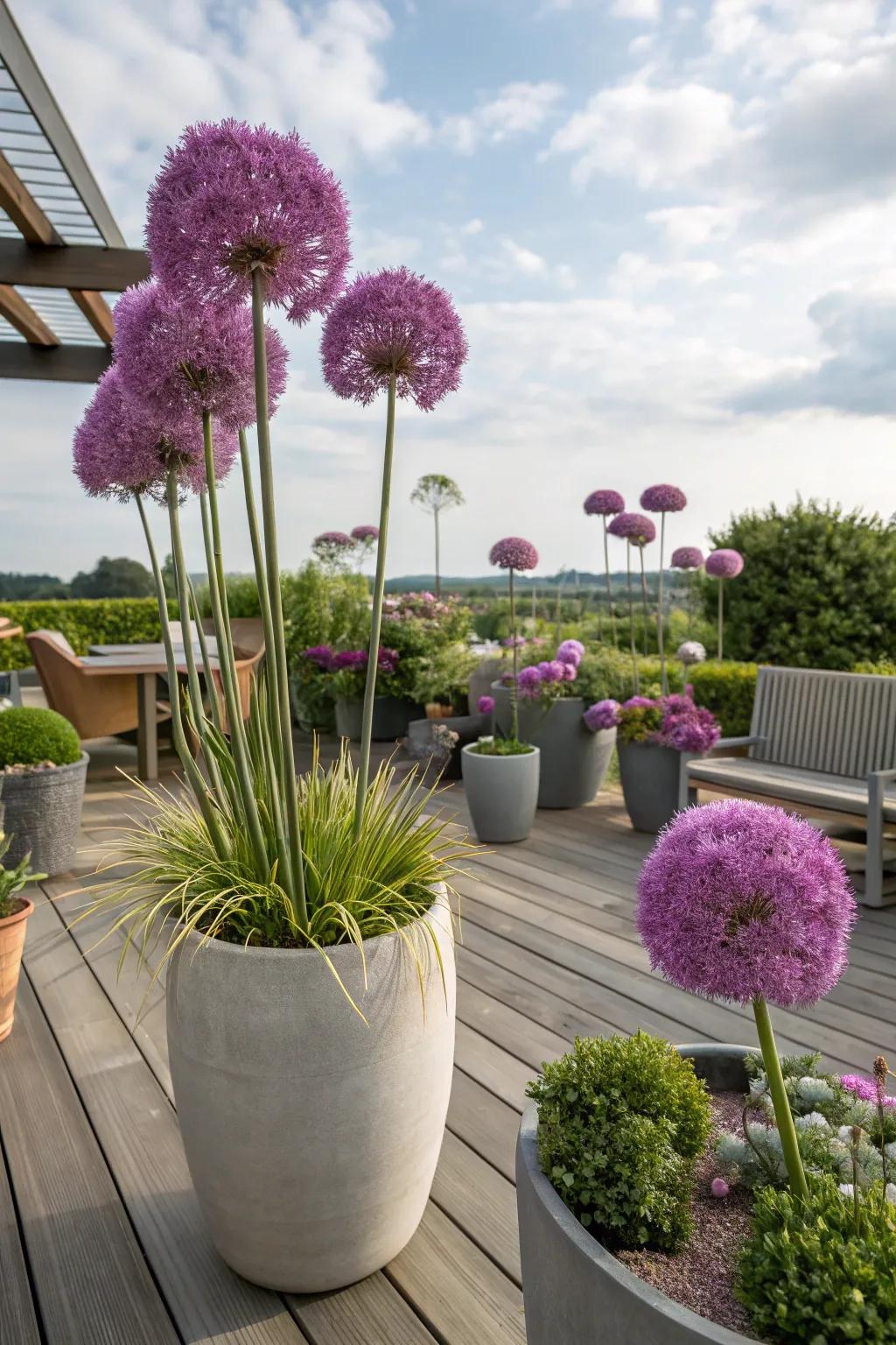 Alliums in containers for a flexible garden solution.