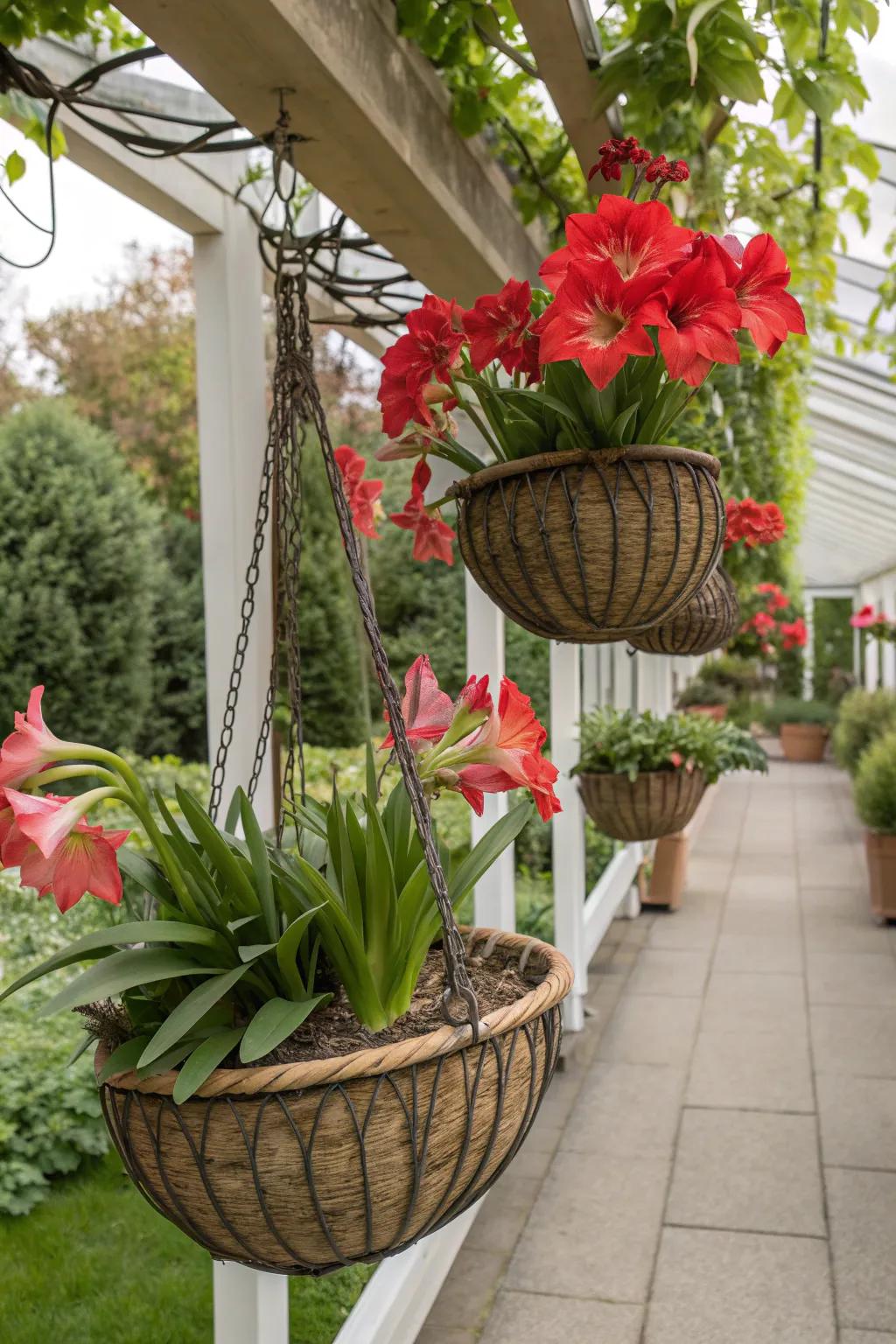 Hanging baskets with amaryllis for vertical garden interest.