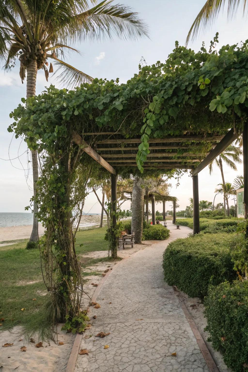 A vine-covered pergola offers a cool, shaded escape.