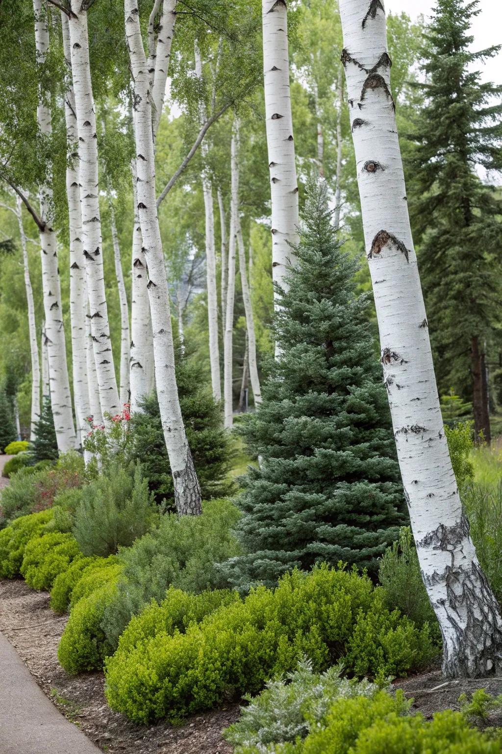 Birch trees and evergreen shrubs create a stunning year-round display.