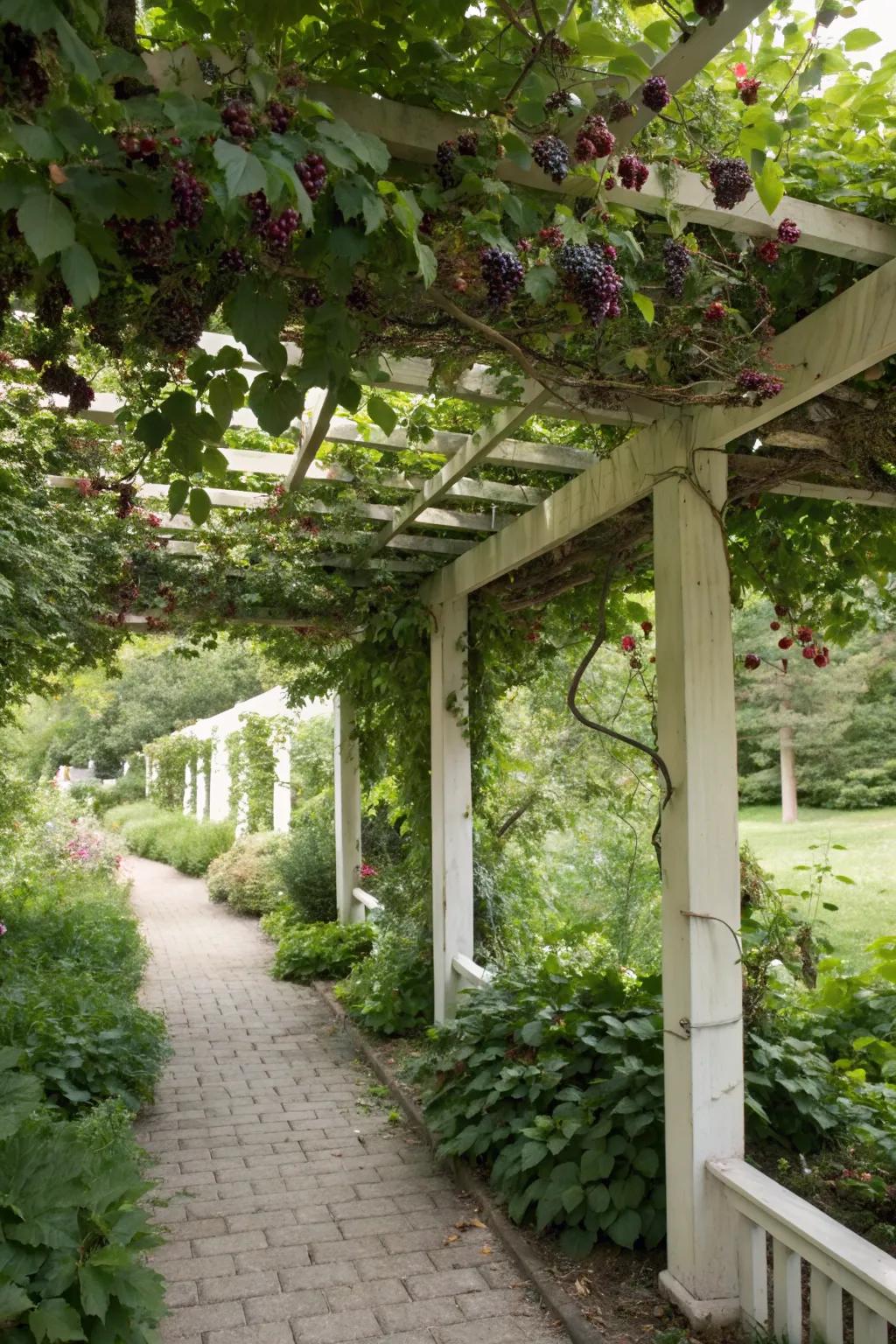A pergola trellis providing shade and support in the garden.