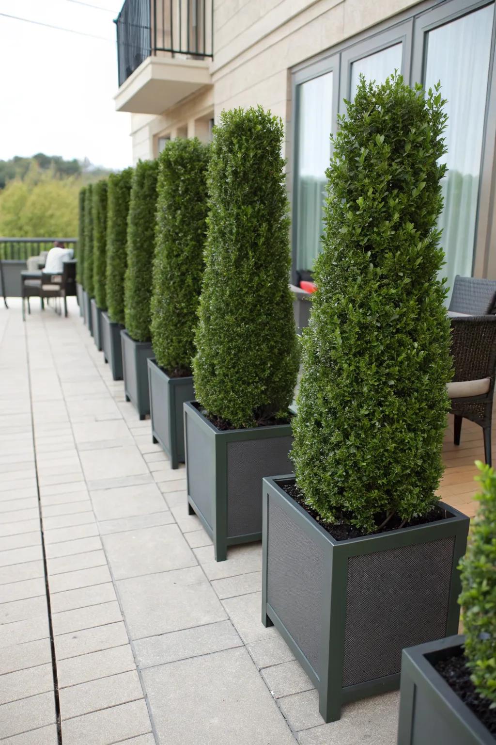 Boxwood screens offer beauty and privacy for outdoor spaces.