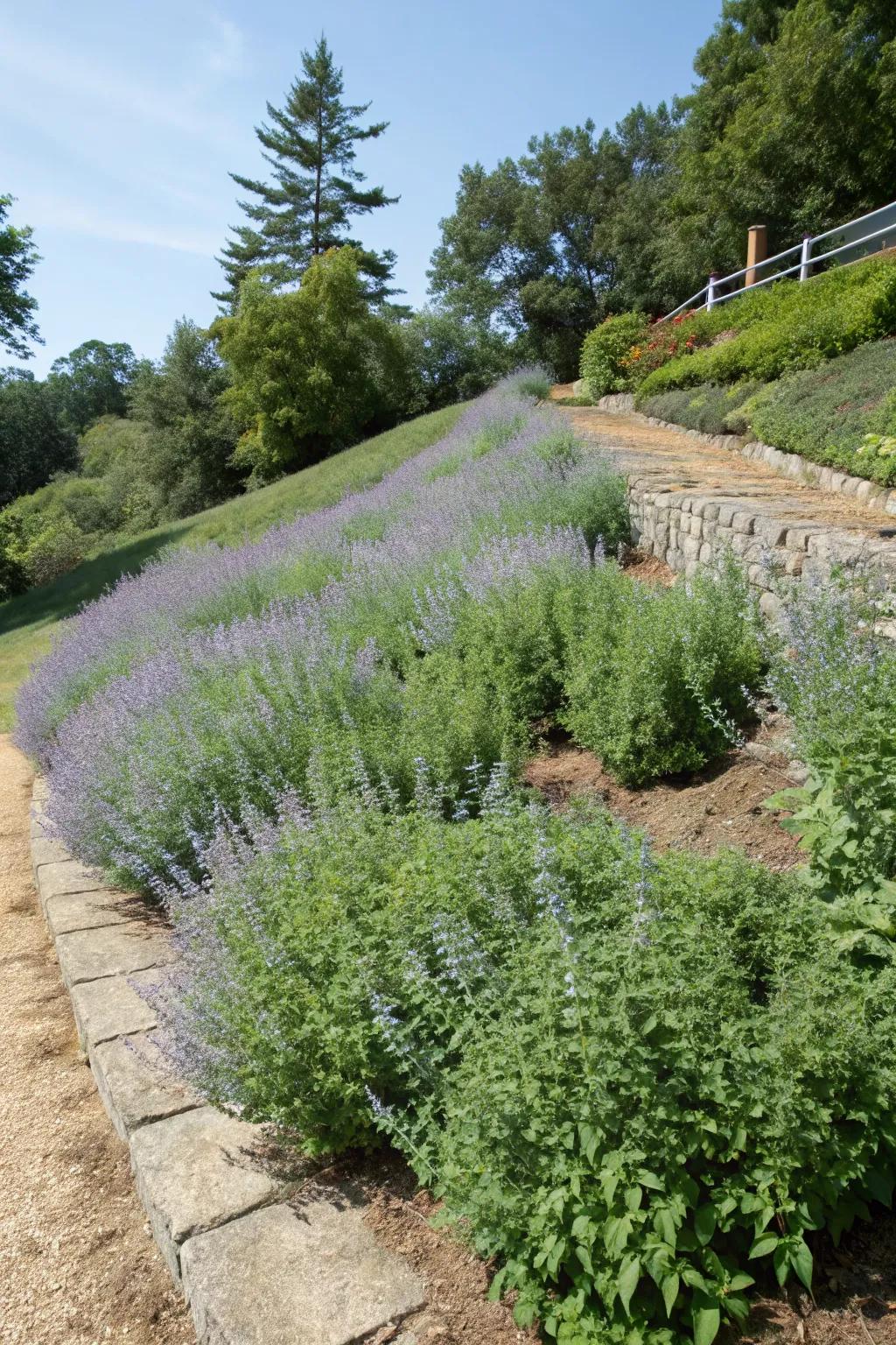 Catmint providing a beautiful and effective erosion control solution.