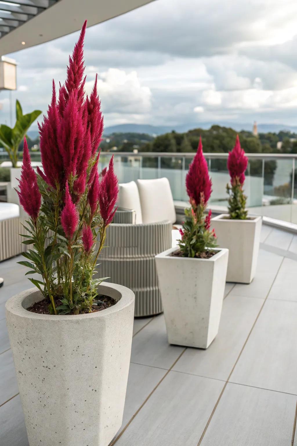 Concrete pots provide a minimalist setting for celosia.