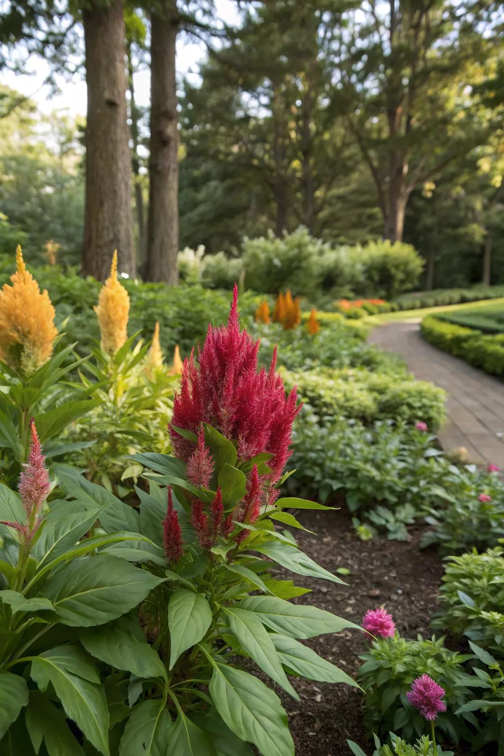 Celosia as a vibrant focal point in the garden.
