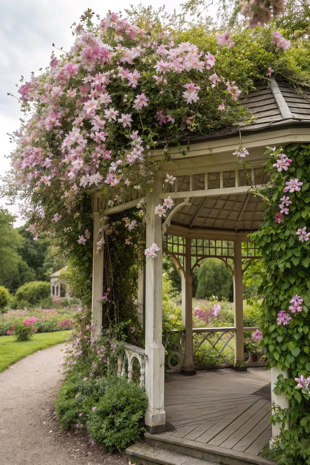 A garden gazebo with a beautiful clematis canopy.