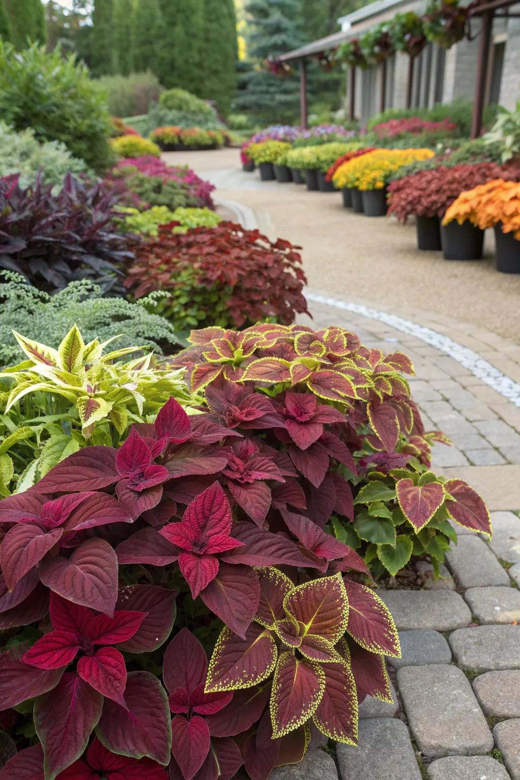 Seasonal coleus displays keep gardens fresh.