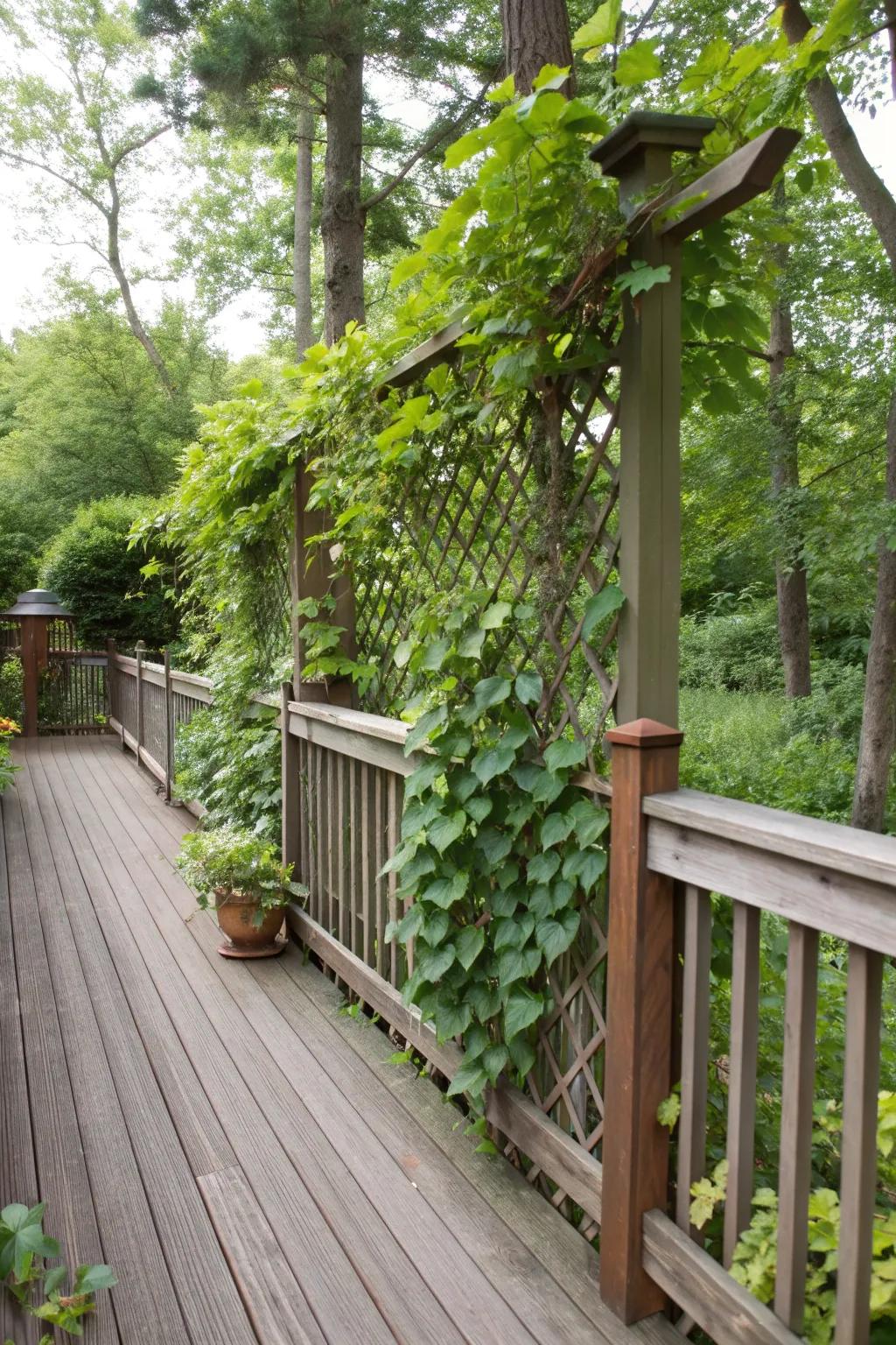 A trellis supports climbing plants, turning your deck into a green sanctuary.