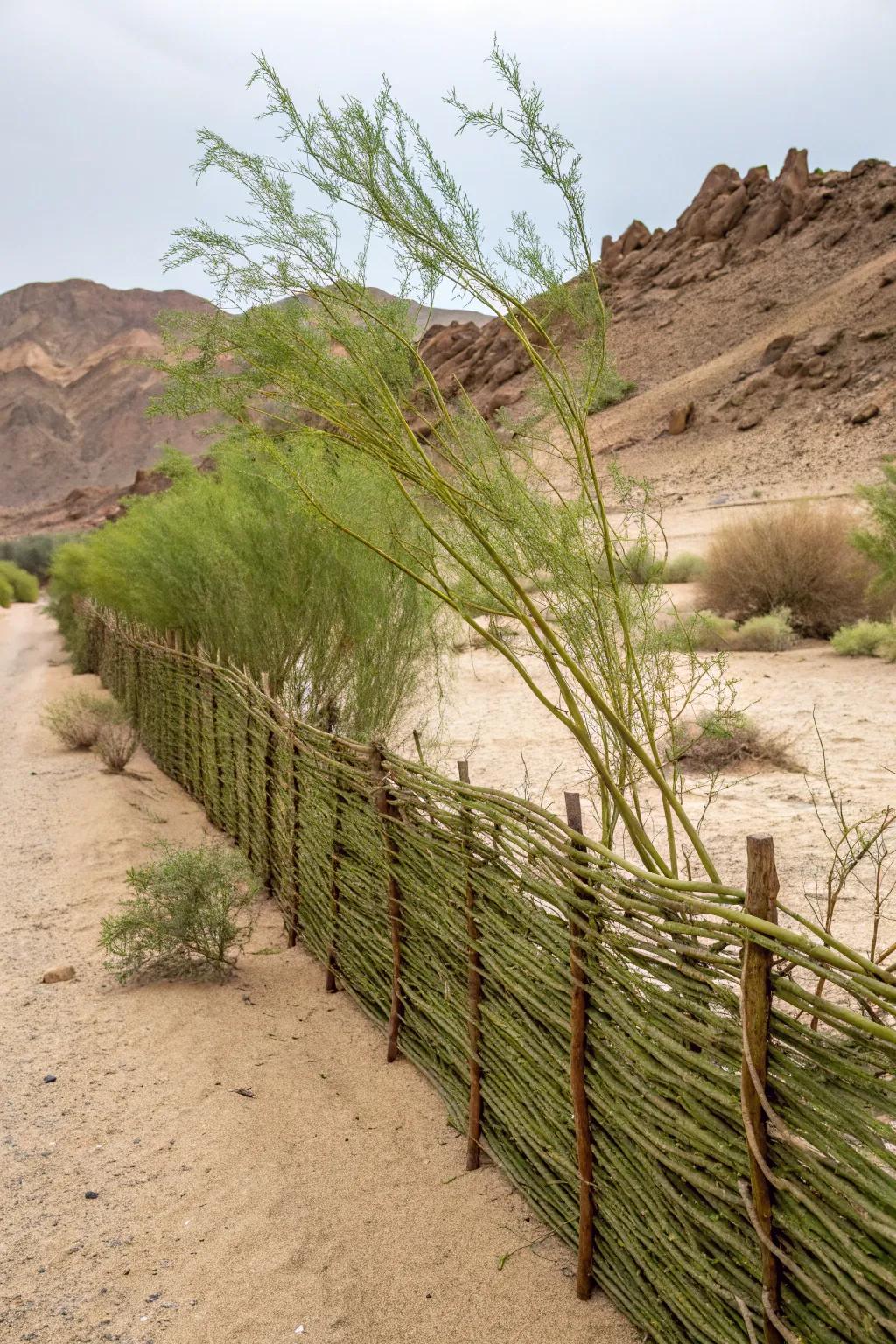 A living willow fence brings dynamic natural charm.