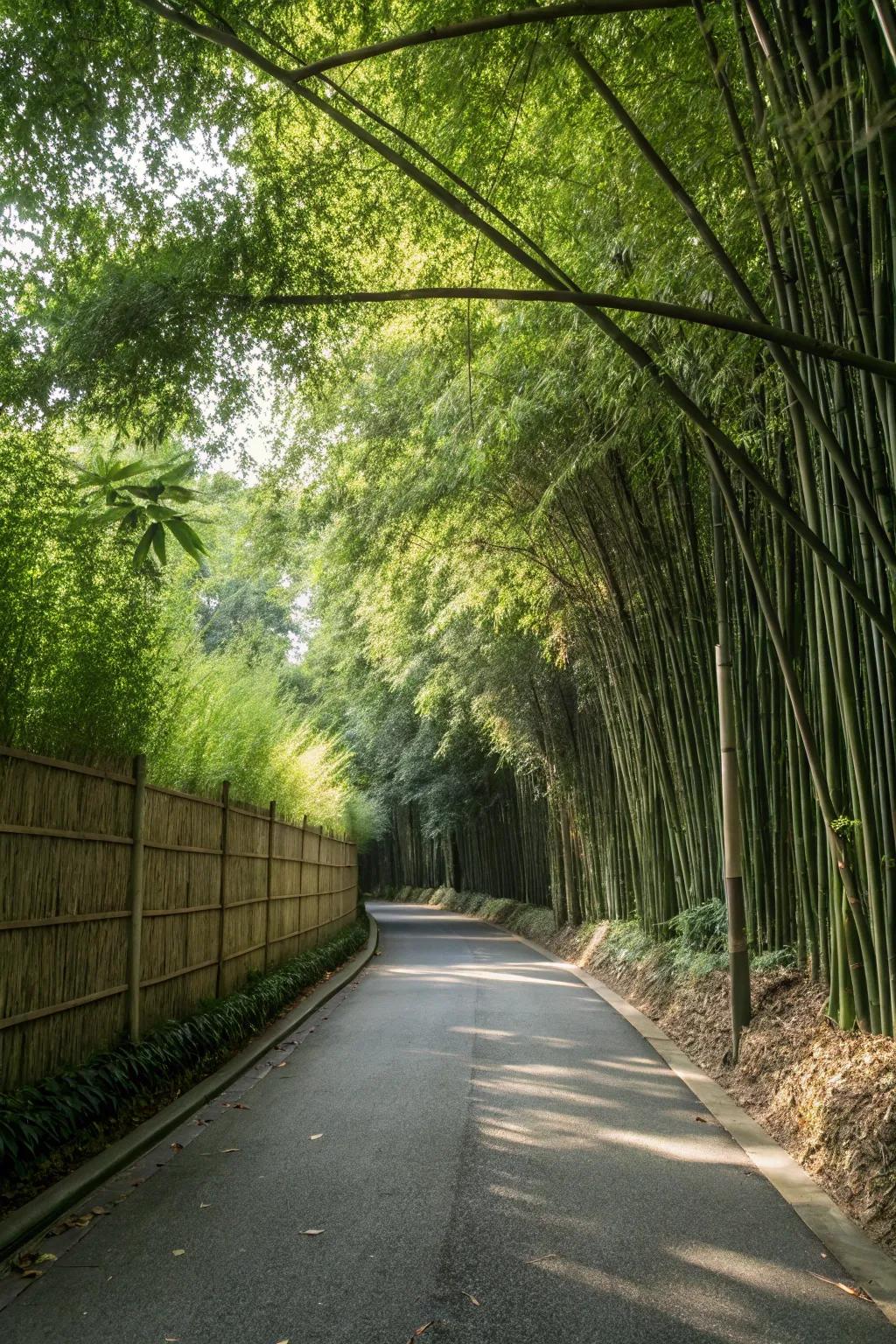 Exotic and natural shade with bamboo screens.