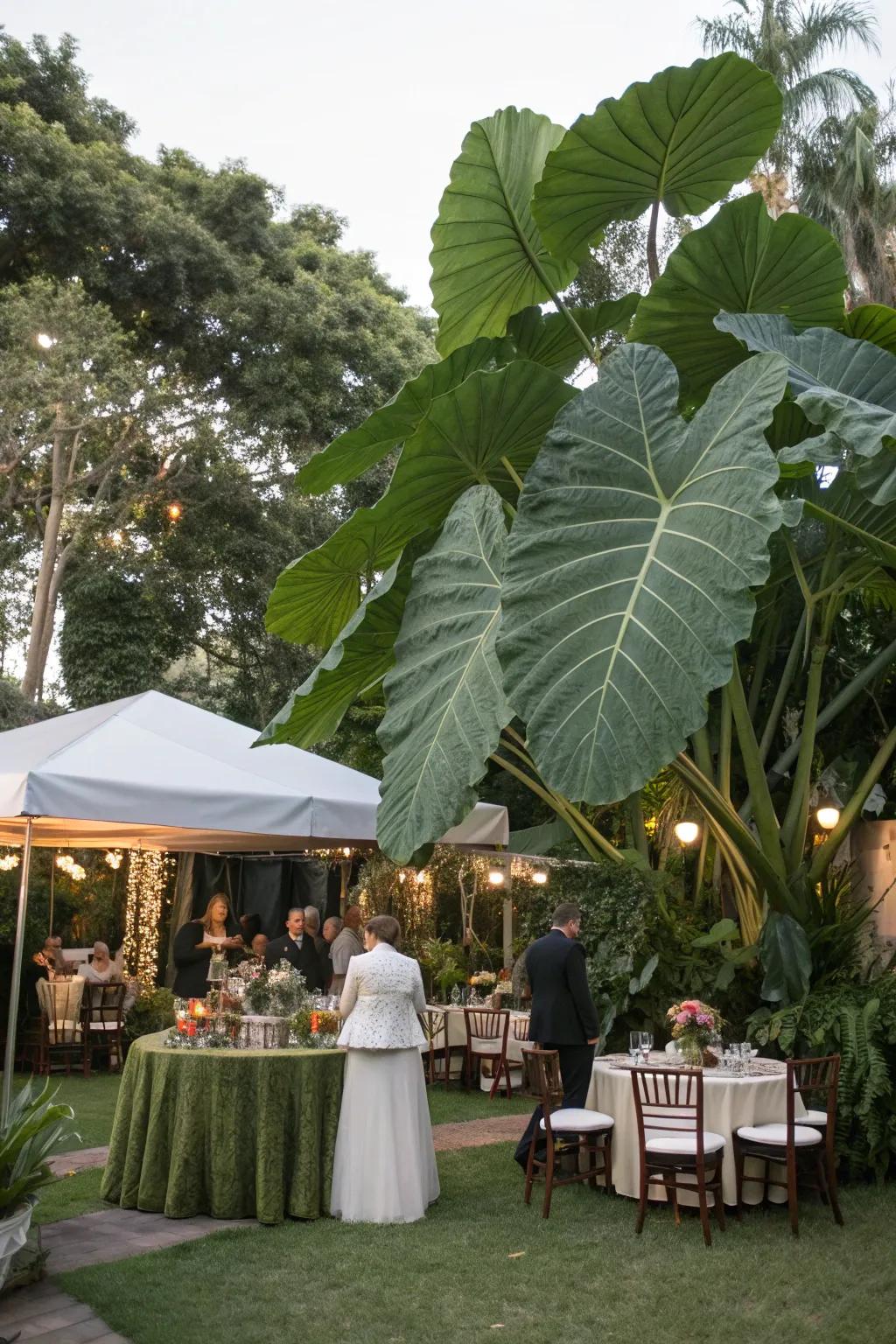Set the stage for unforgettable garden parties with elephant ears.