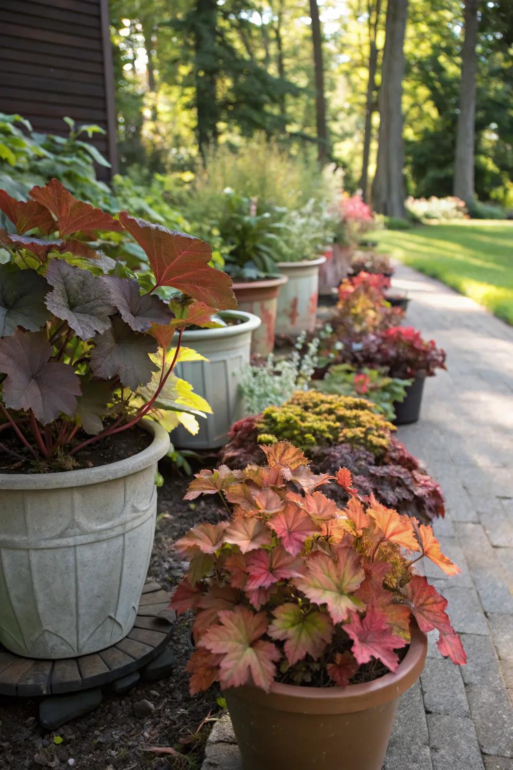 Heuchera: vibrant foliage for shaded containers.