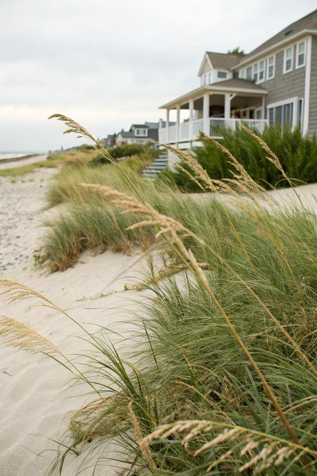 Beach grass offers an authentic coastal appearance with ease.