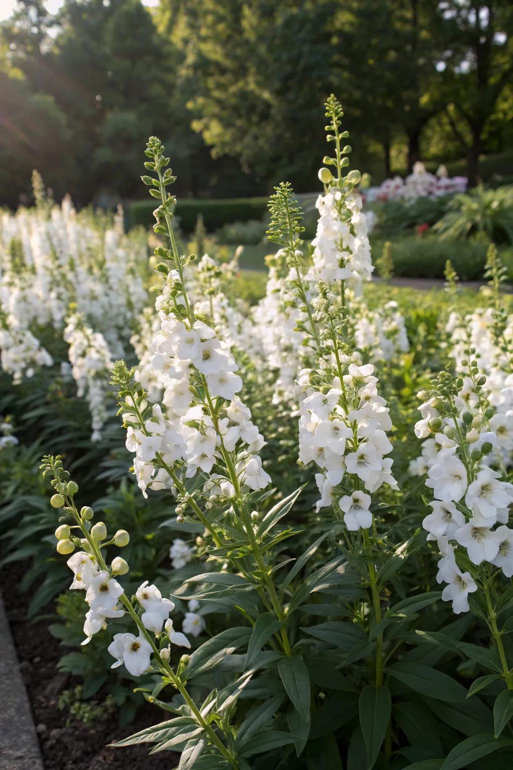 White angelonia creates an elegant and serene atmosphere in this garden.