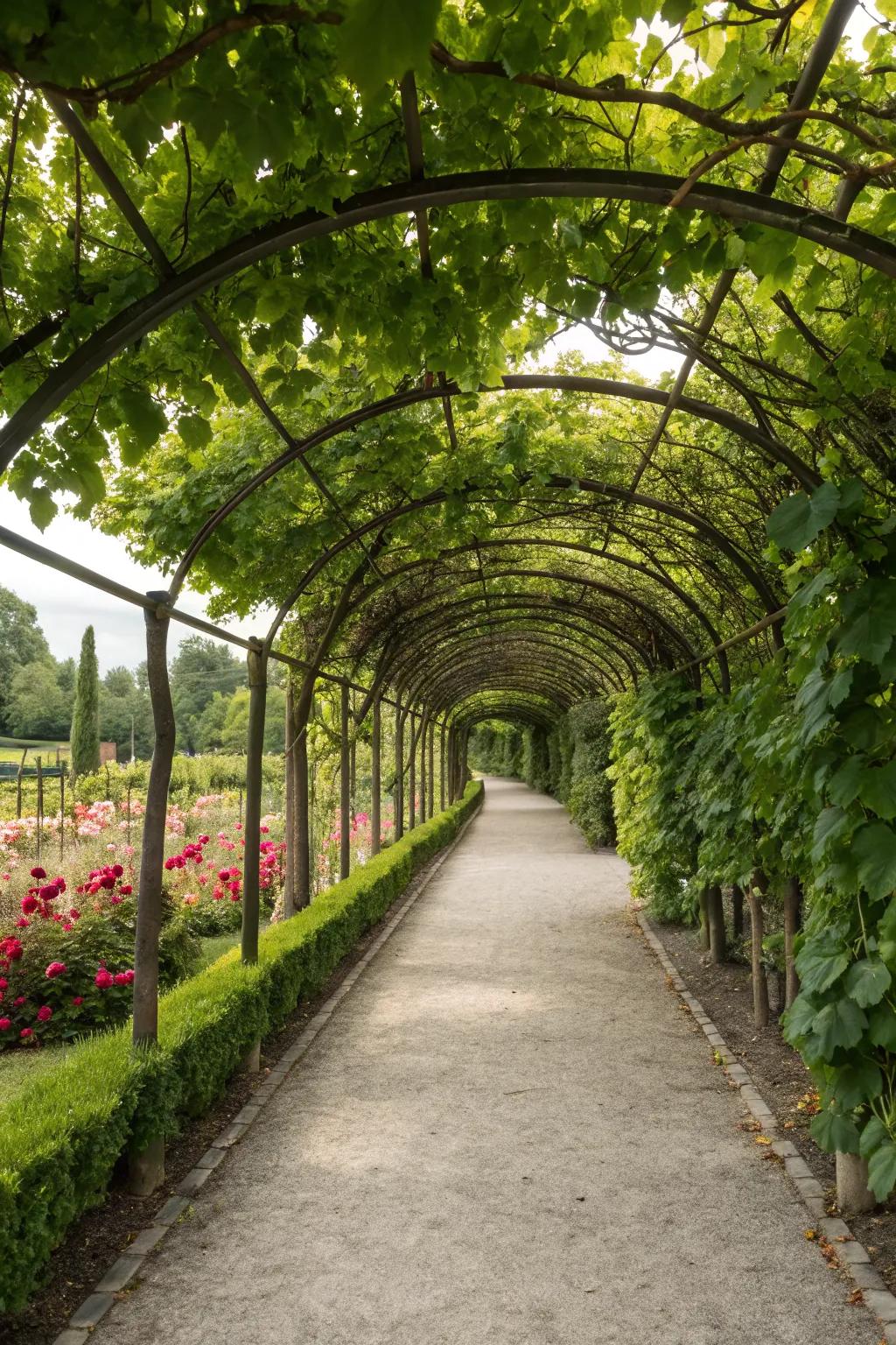 Trellised walkways with grapevines offer a magical garden experience.