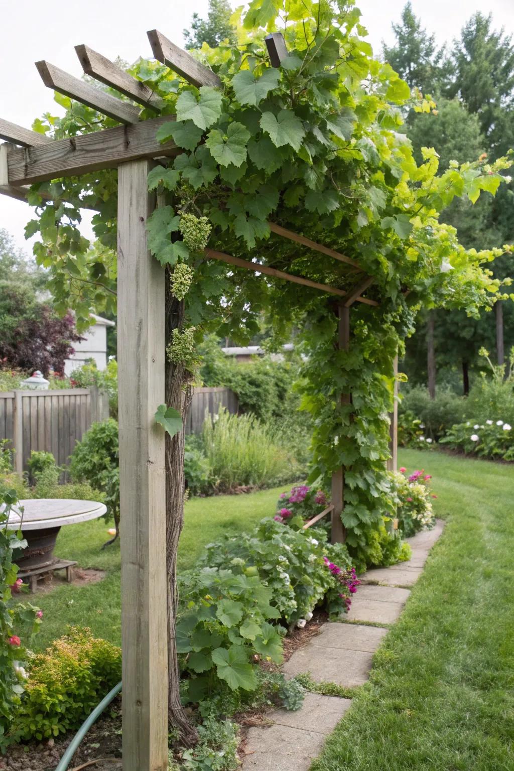 A robust T-post and conduit trellis providing solid support for grapevines.