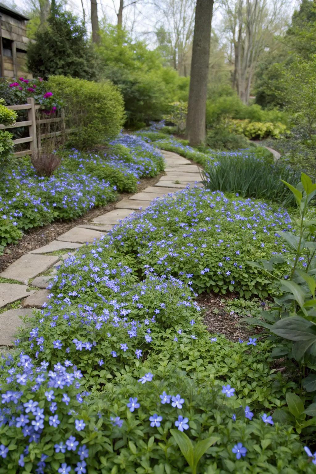 Garden area enhanced by the vibrant periwinkle-blue flowers of vinca minor
