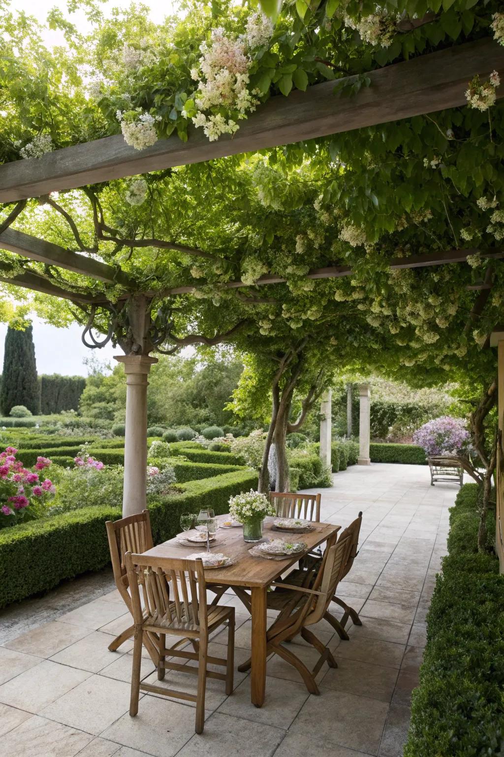 A pergola with honeysuckle providing a picturesque canopy over an outdoor dining space.