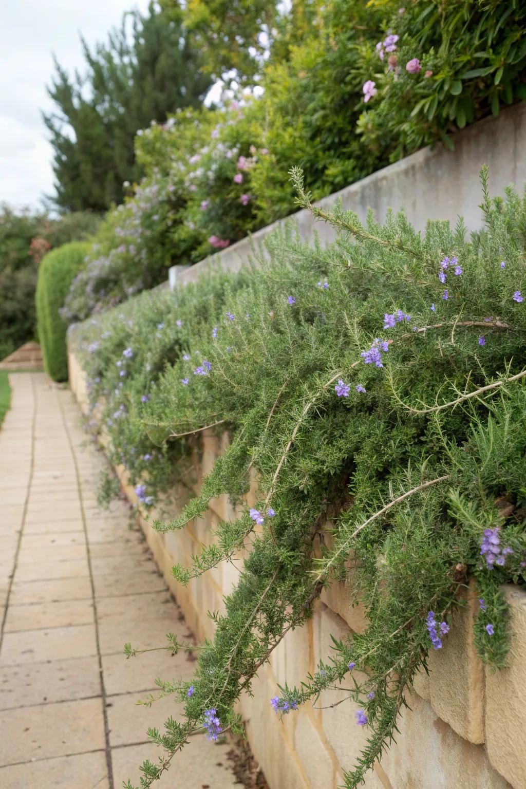 Rosemary bushes cascading over a garden wall for a natural look.