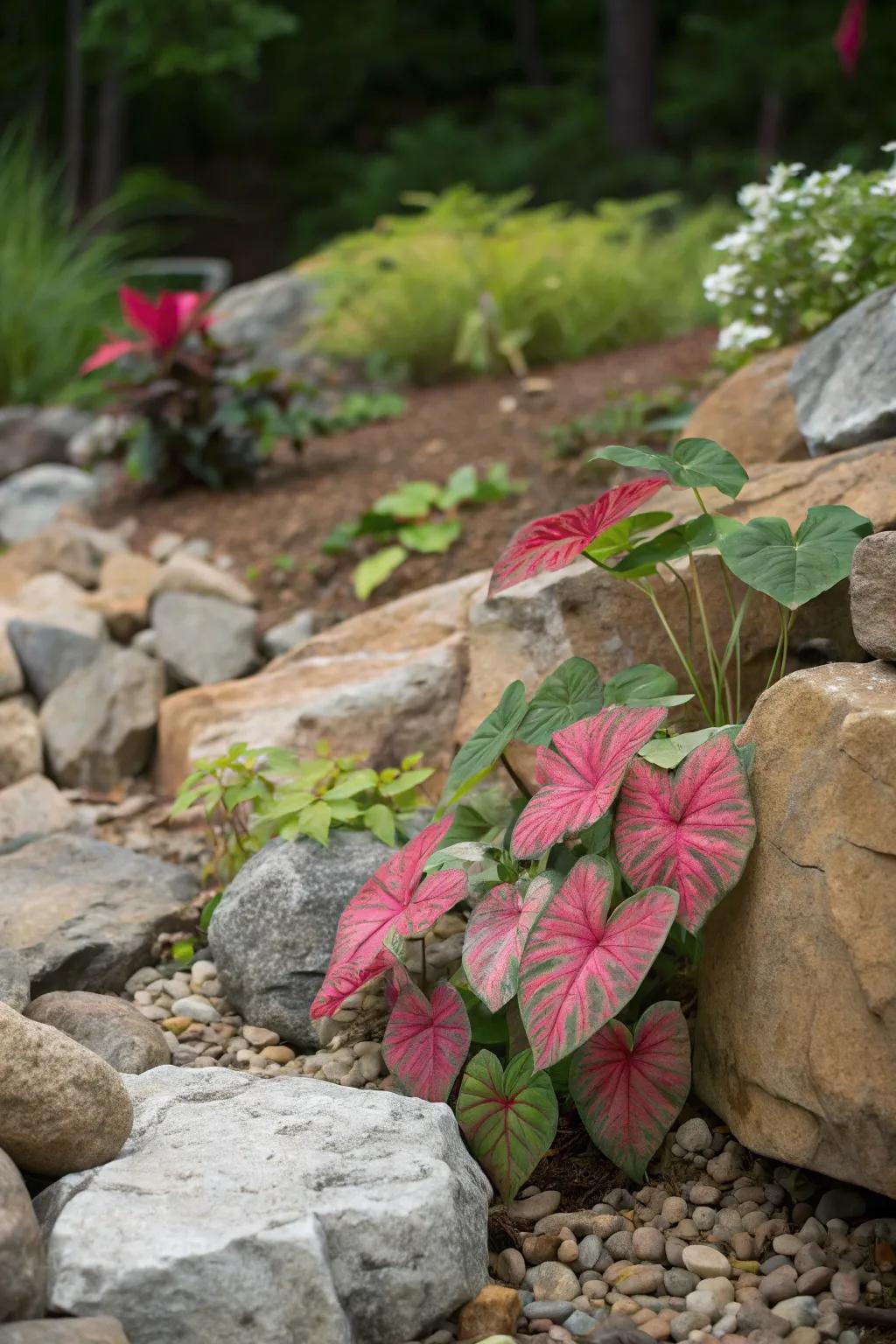 Introduce color to rock gardens with caladiums.