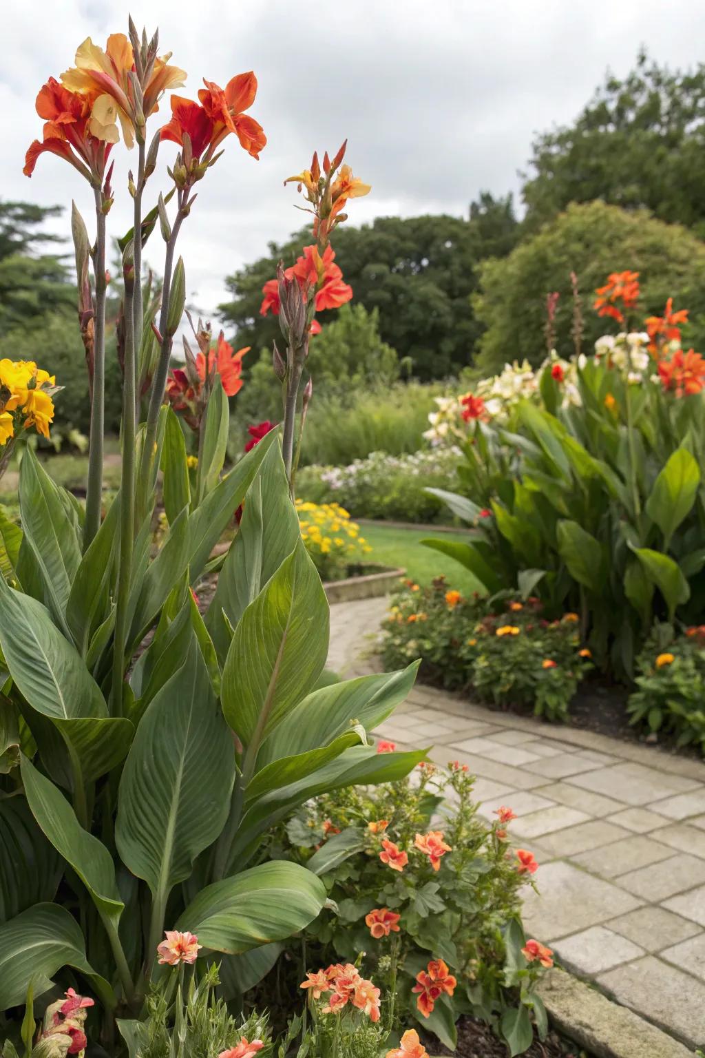 Canna lilies creating a dramatic backdrop