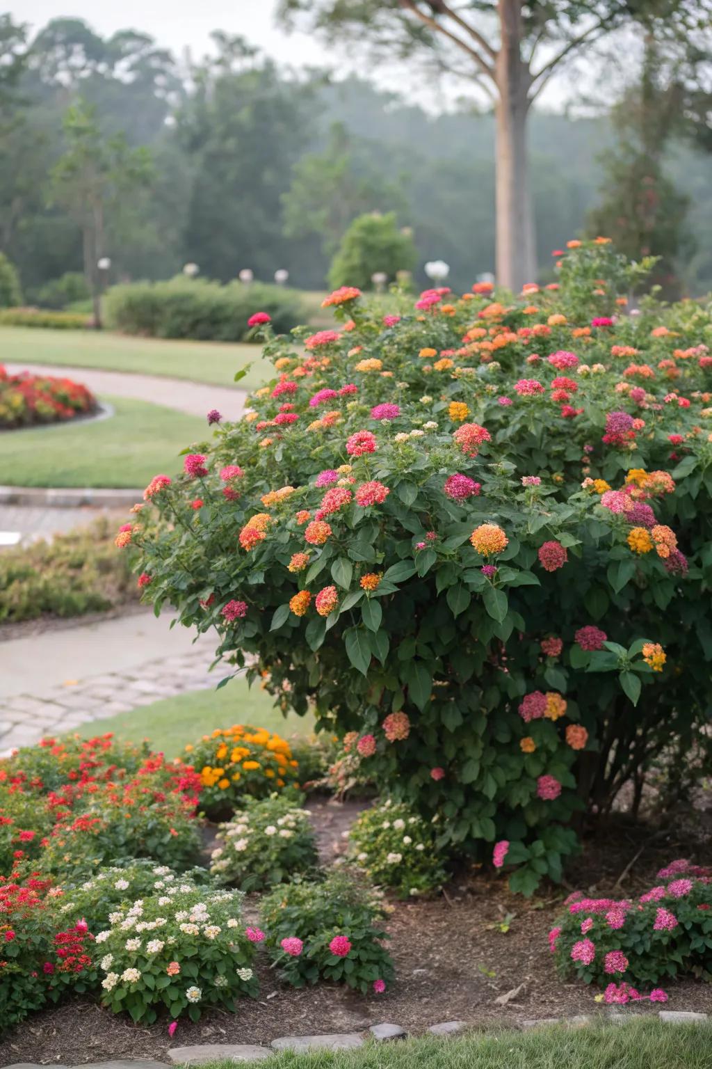 A large lantana plant makes a stunning garden focal point.