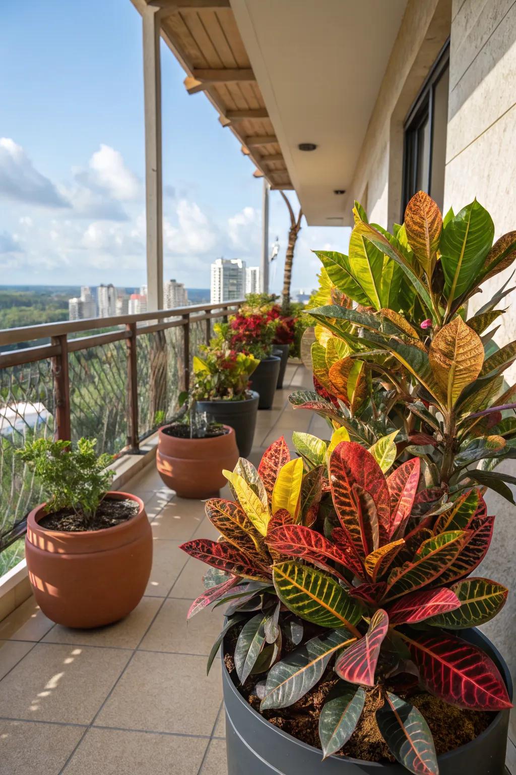 Mammy Crotons creating a lush retreat on a balcony.
