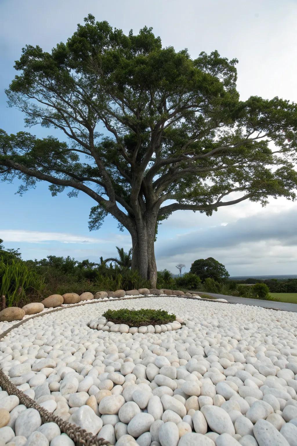 A tree framed by white pebbles becomes a stunning focal point.