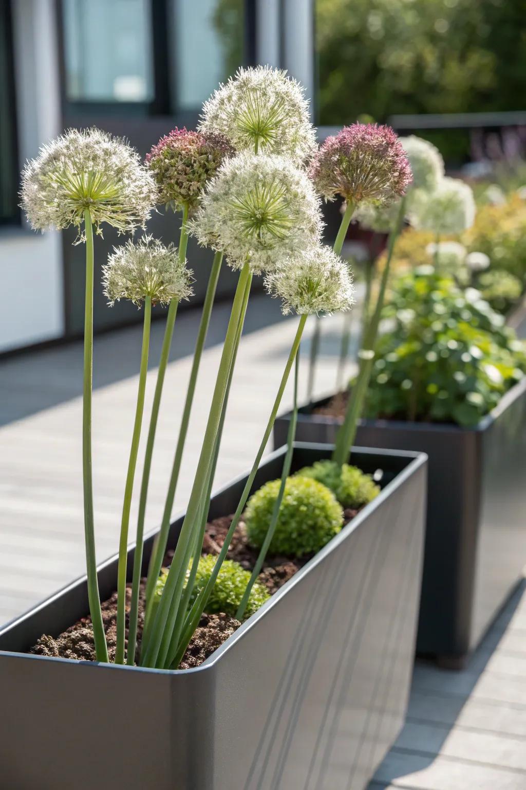 Allium: Architectural beauty with mosquito-repelling benefits.