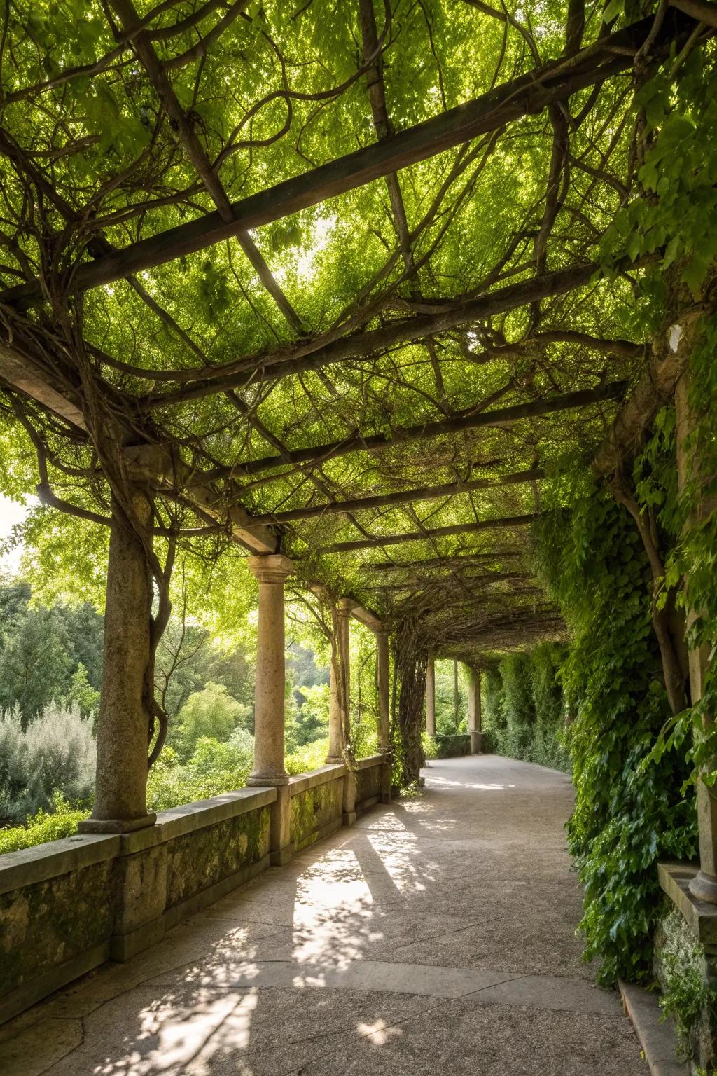 Vines create a beautiful, natural canopy.