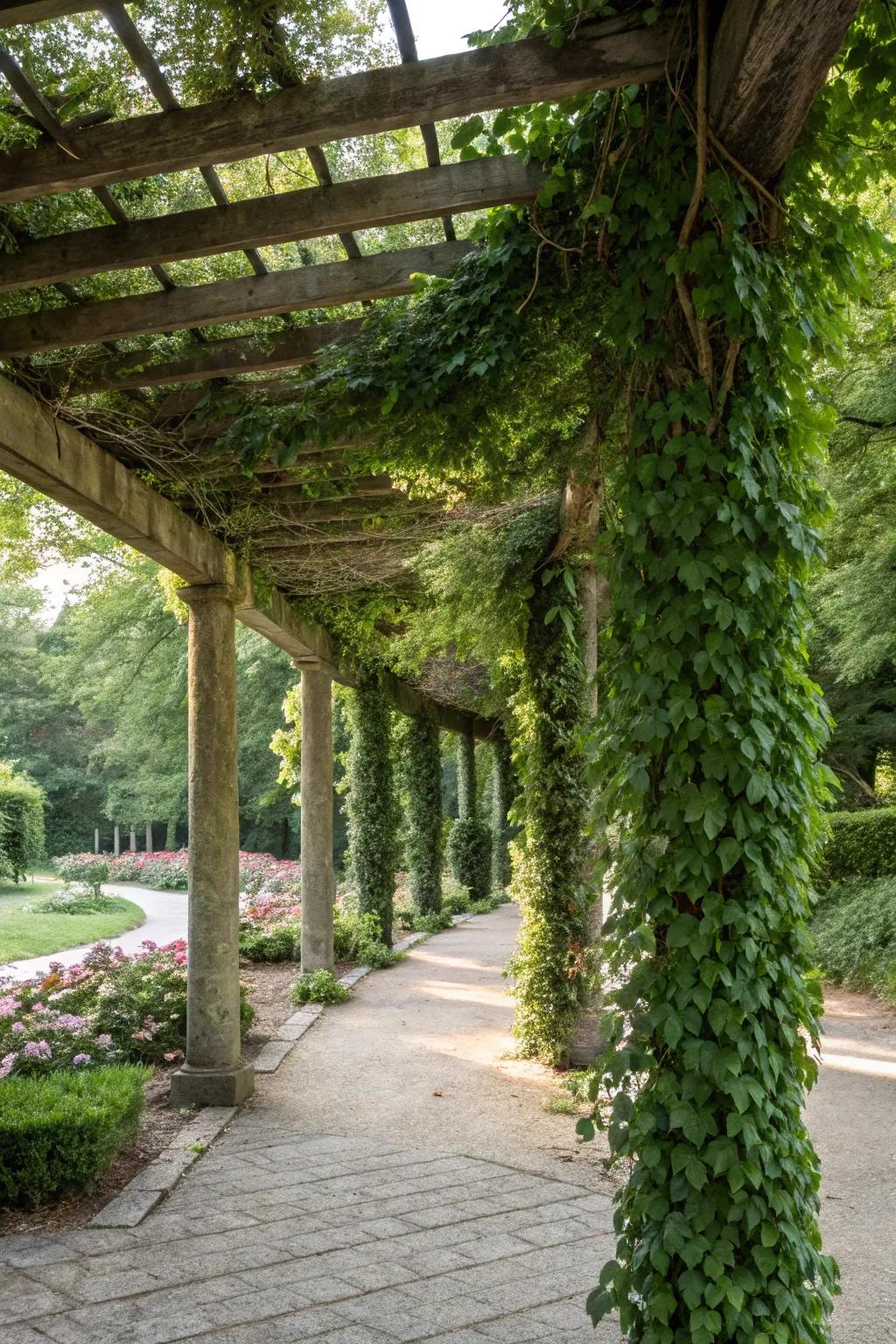 Keep it classic and green with evergreen ivy on your pergola.