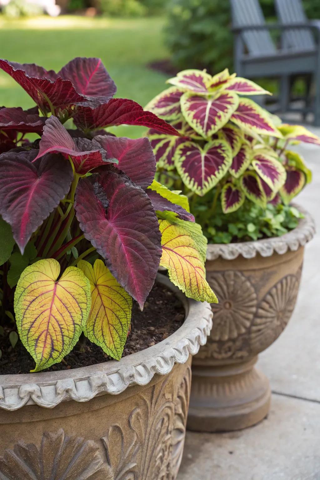 A foliage fiesta featuring colorful coleus and dramatic elephant ears.