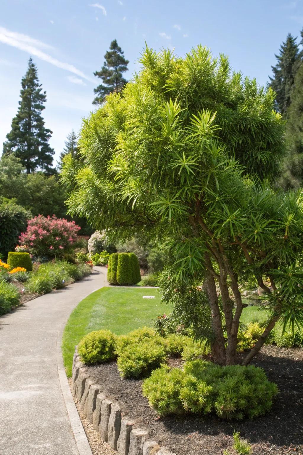 Podocarpus thriving in diverse lighting conditions within a garden.