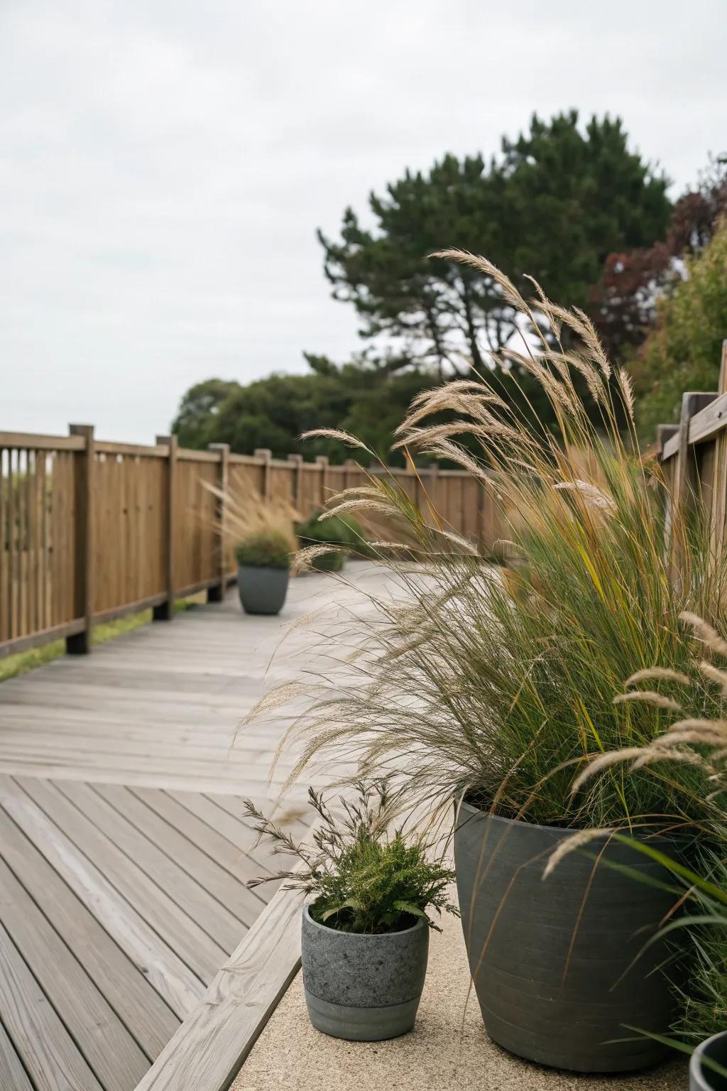 Ornamental grasses add movement and elegance to your deck.