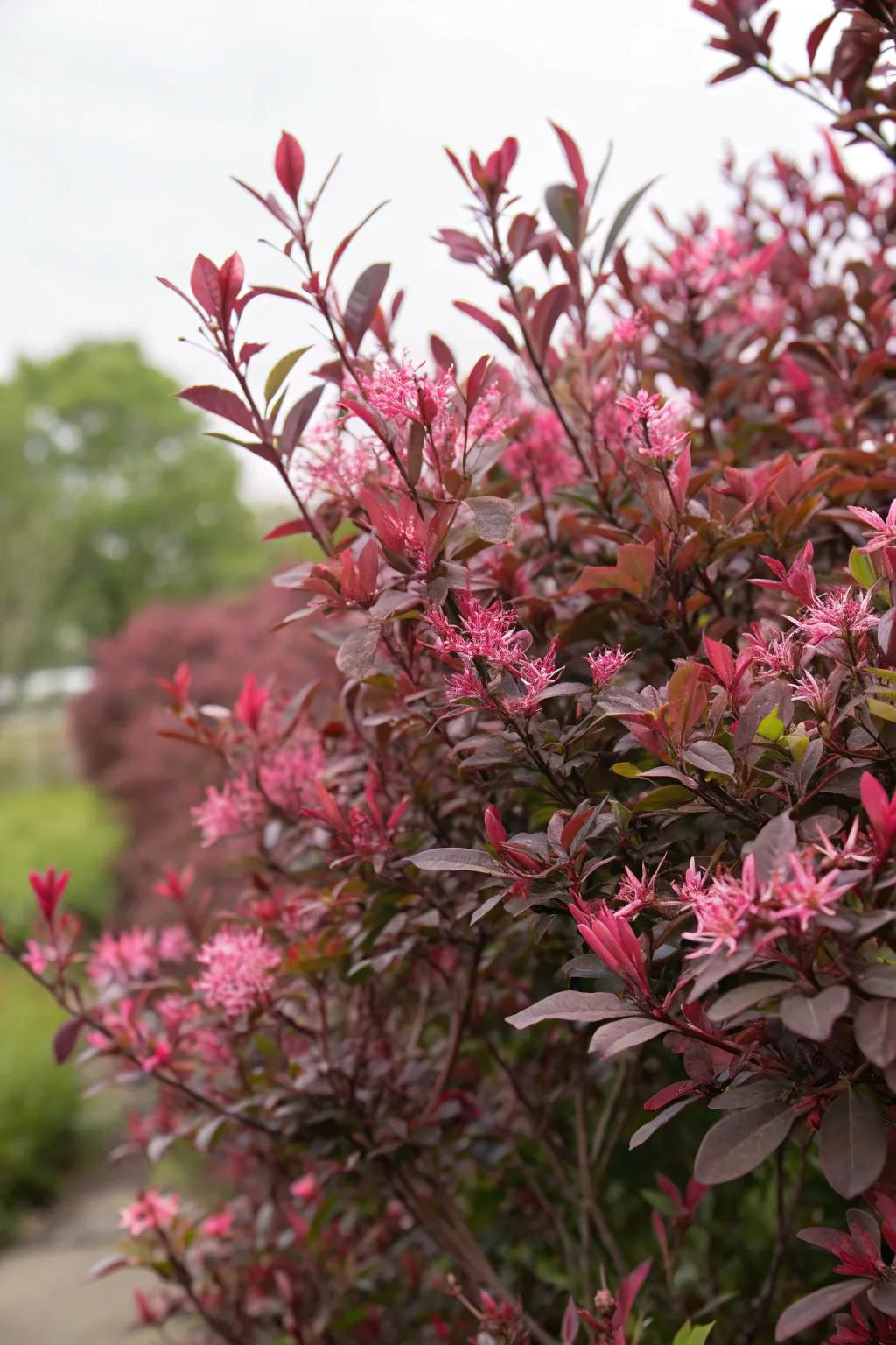 Chinese fringe flower adding color and privacy to the garden.