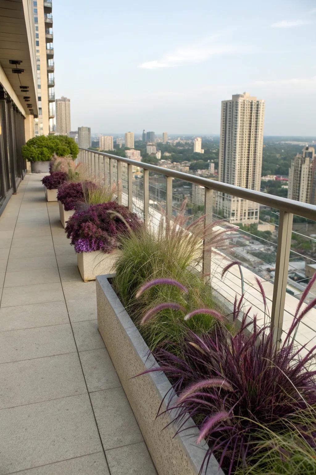 Elevate your balcony with the natural charm of purple fountain grass.