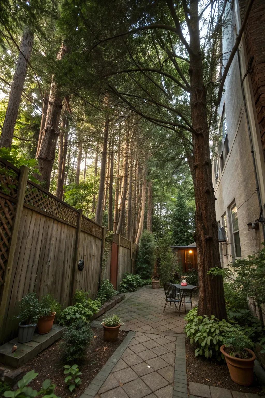 Privacy trees double as beautiful focal points in your garden.