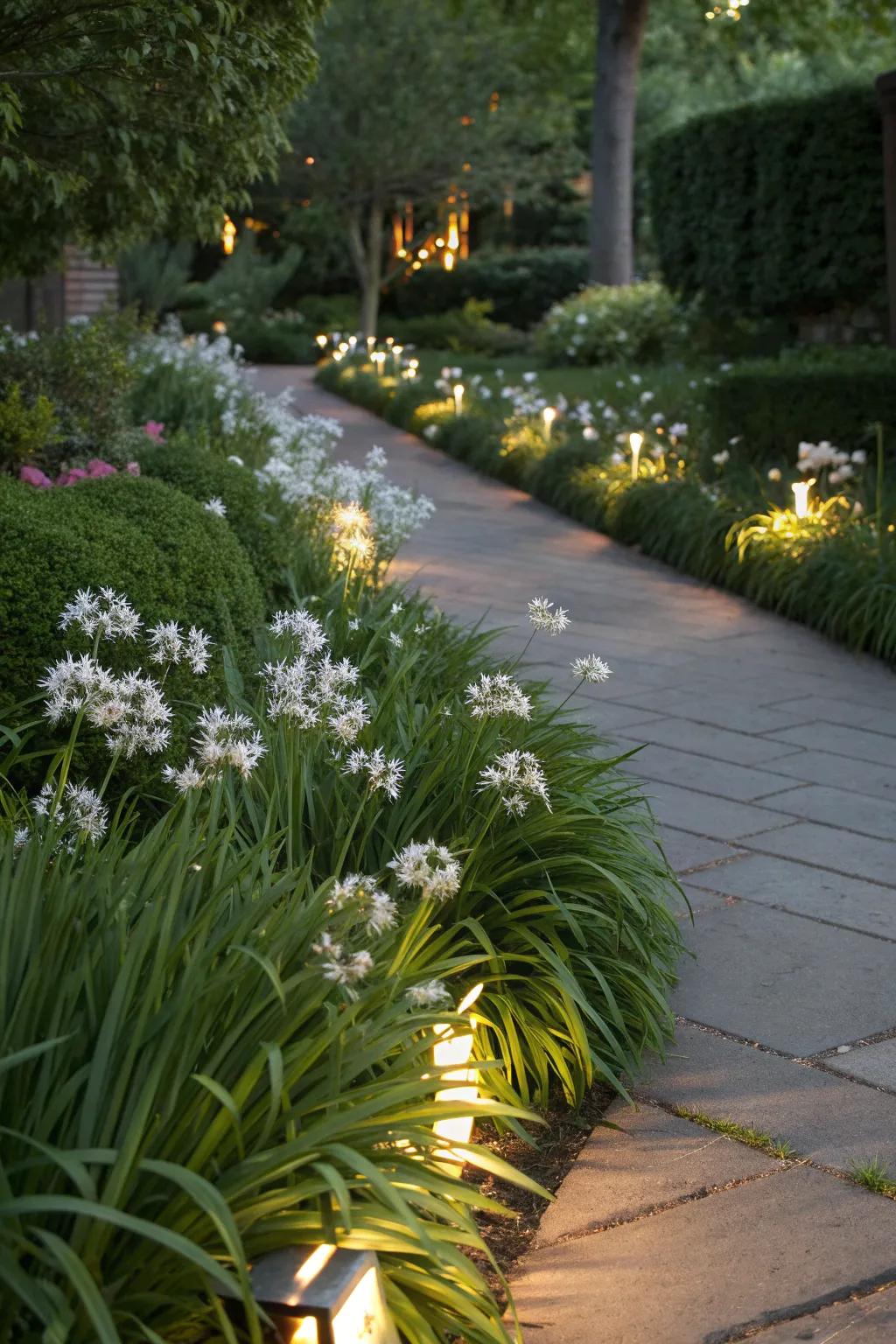 Enhance your garden with fragrant borders of society garlic.