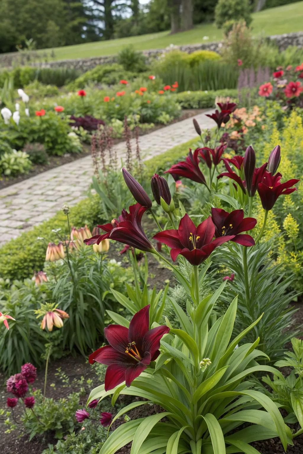 Oxblood Lilies bring surprise bursts of seasonal color to gardens.