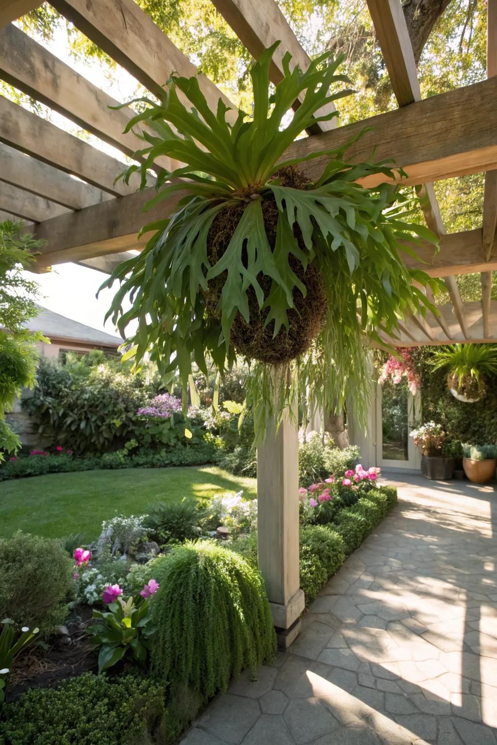 Create a shaded retreat with a staghorn fern hanging from a pergola.