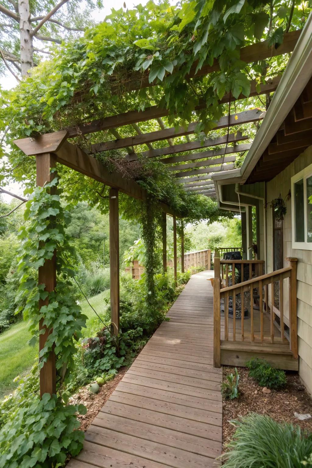 A pergola provides both beauty and shade.