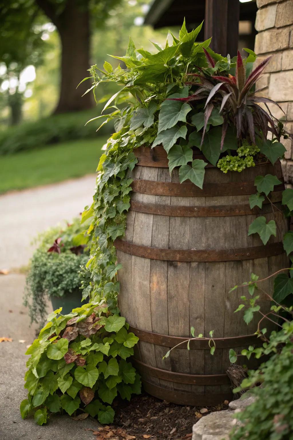 Enhance your garden with cascading plants in a whiskey barrel.