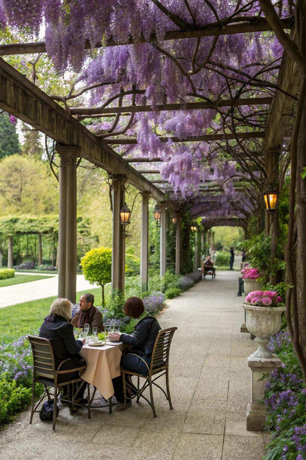 An outdoor dining area under a wisteria-laden trellis.