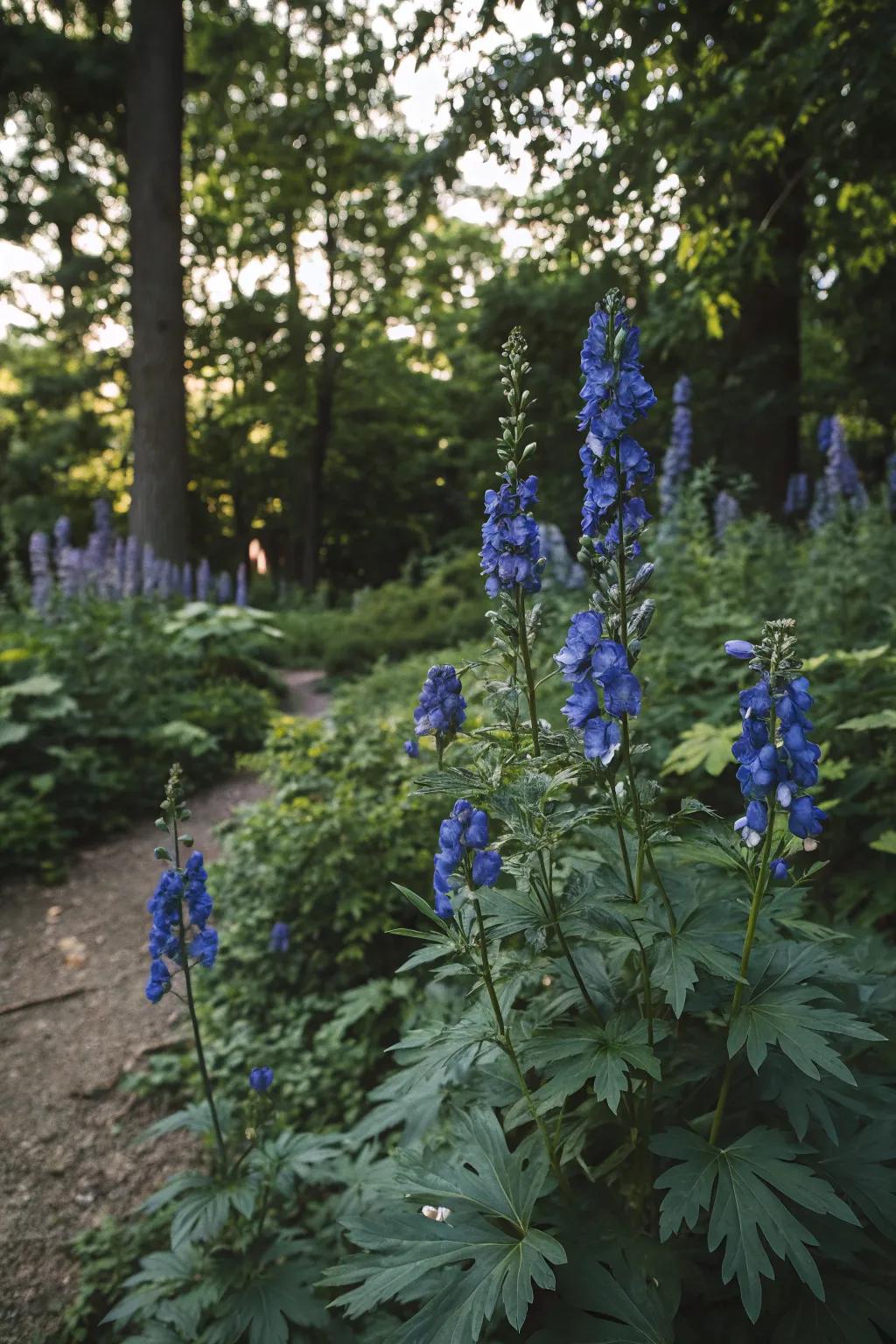 Monkshood adds striking blue blooms to shaded garden areas.